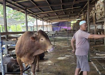 Pemkab Maros Siapkan 1.560 Hewan Kurban Jelang Iduladha