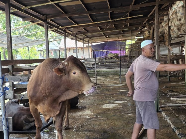 Pemkab Maros Siapkan 1.560 Hewan Kurban Jelang Iduladha